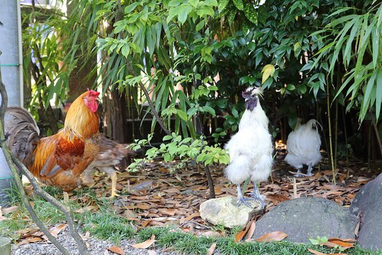 ⛩️ 고치 다이진구 신사 (고치 다이진구) 이미지 7